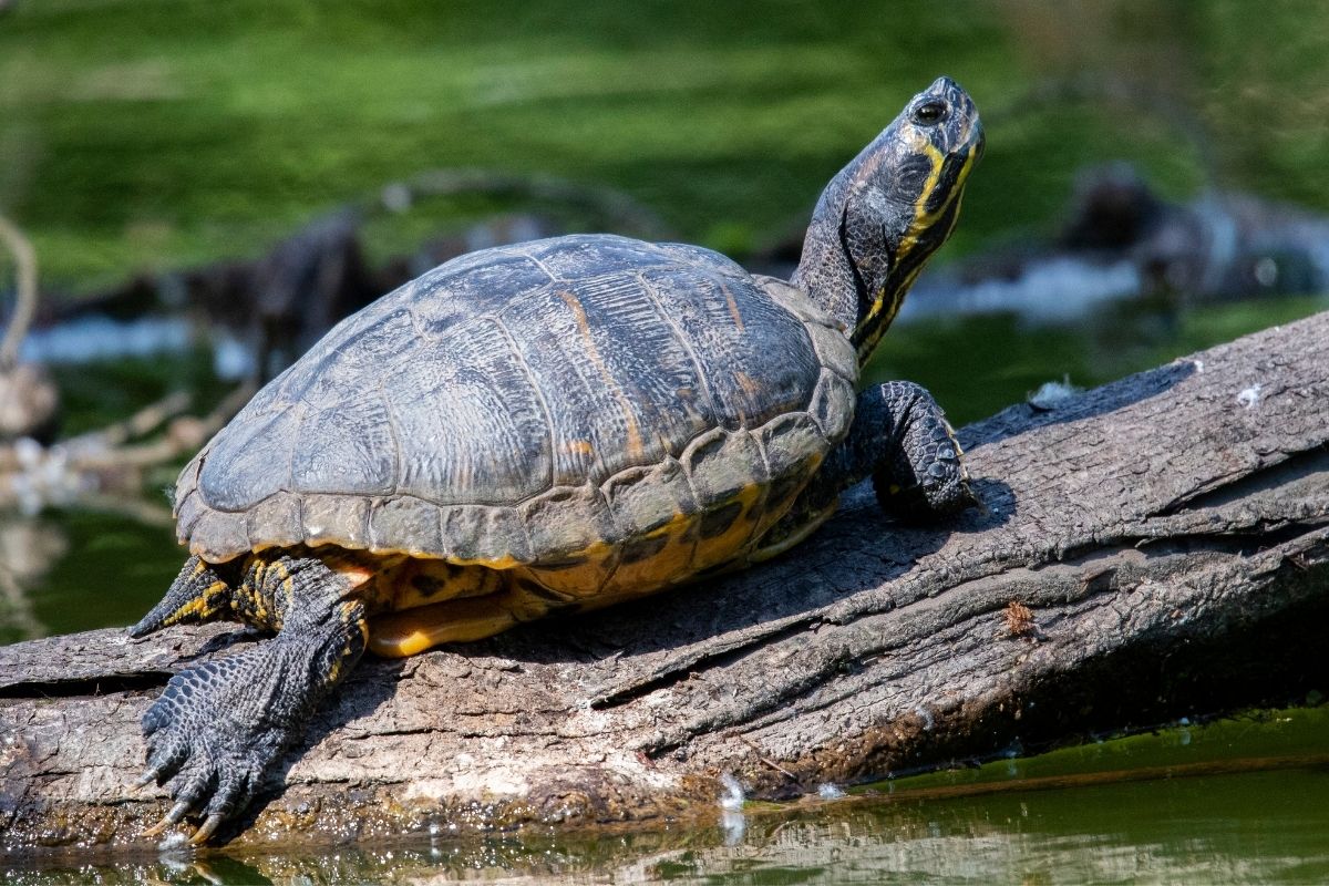 Yellow-Bellied Slider sunbathing