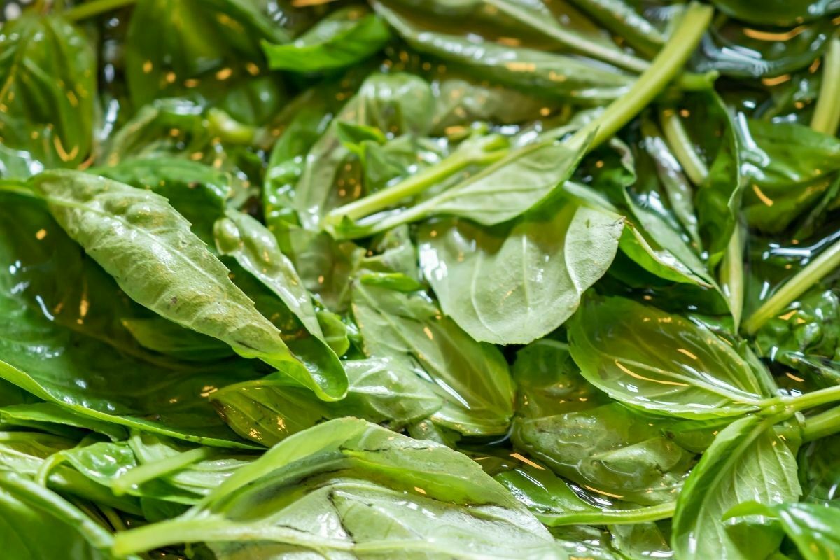 basil in water