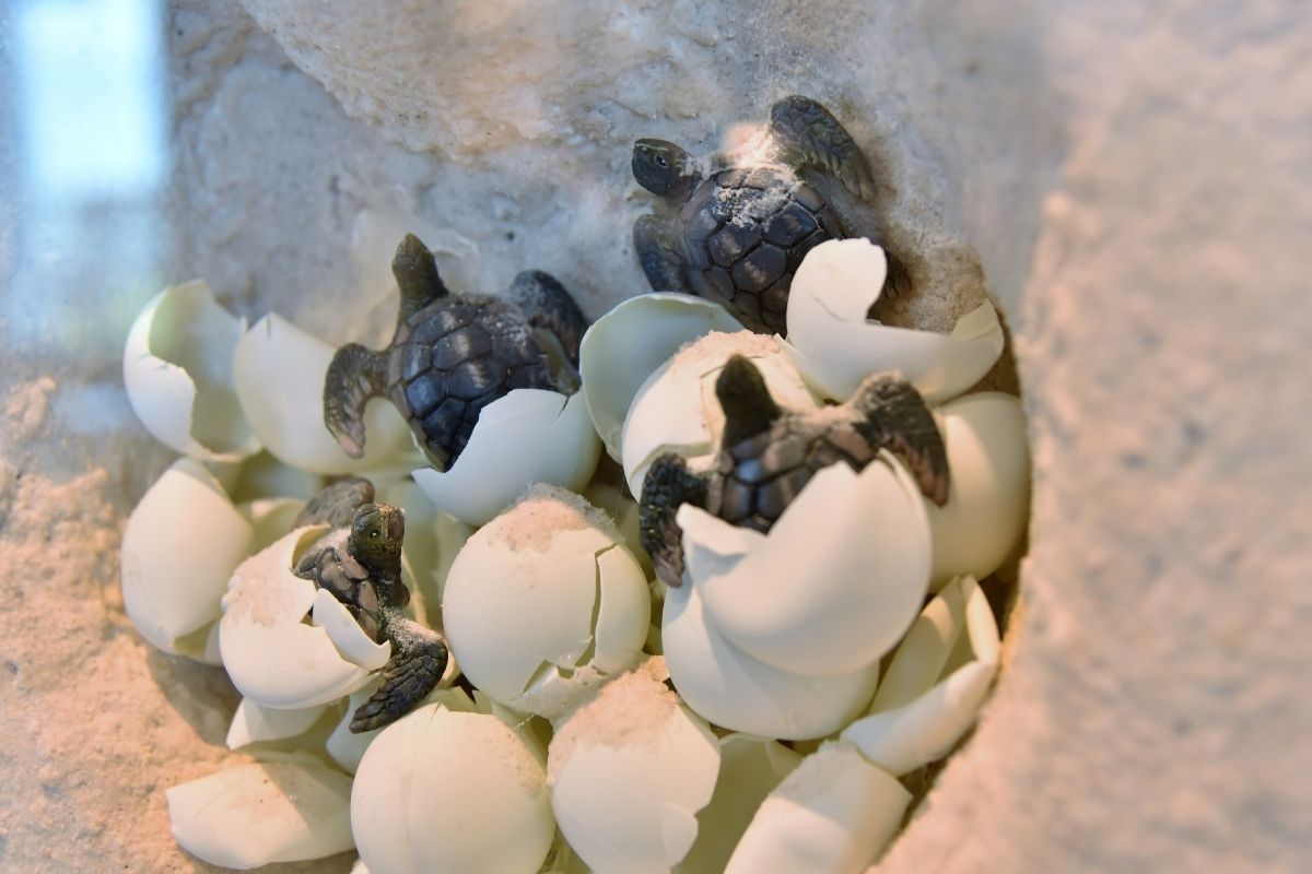 hatching turtle eggs