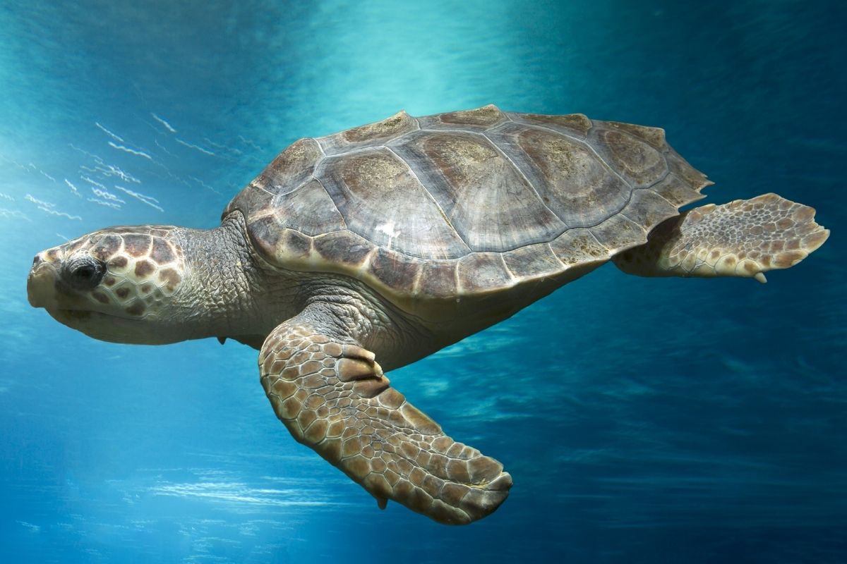 loggerhead turtle swimming underwater