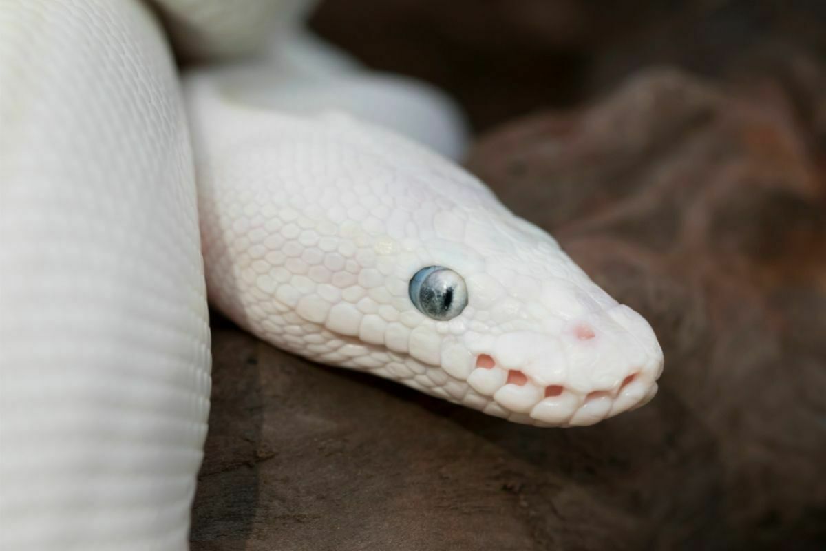 Blue eyed Leucistic Ball Python Snake