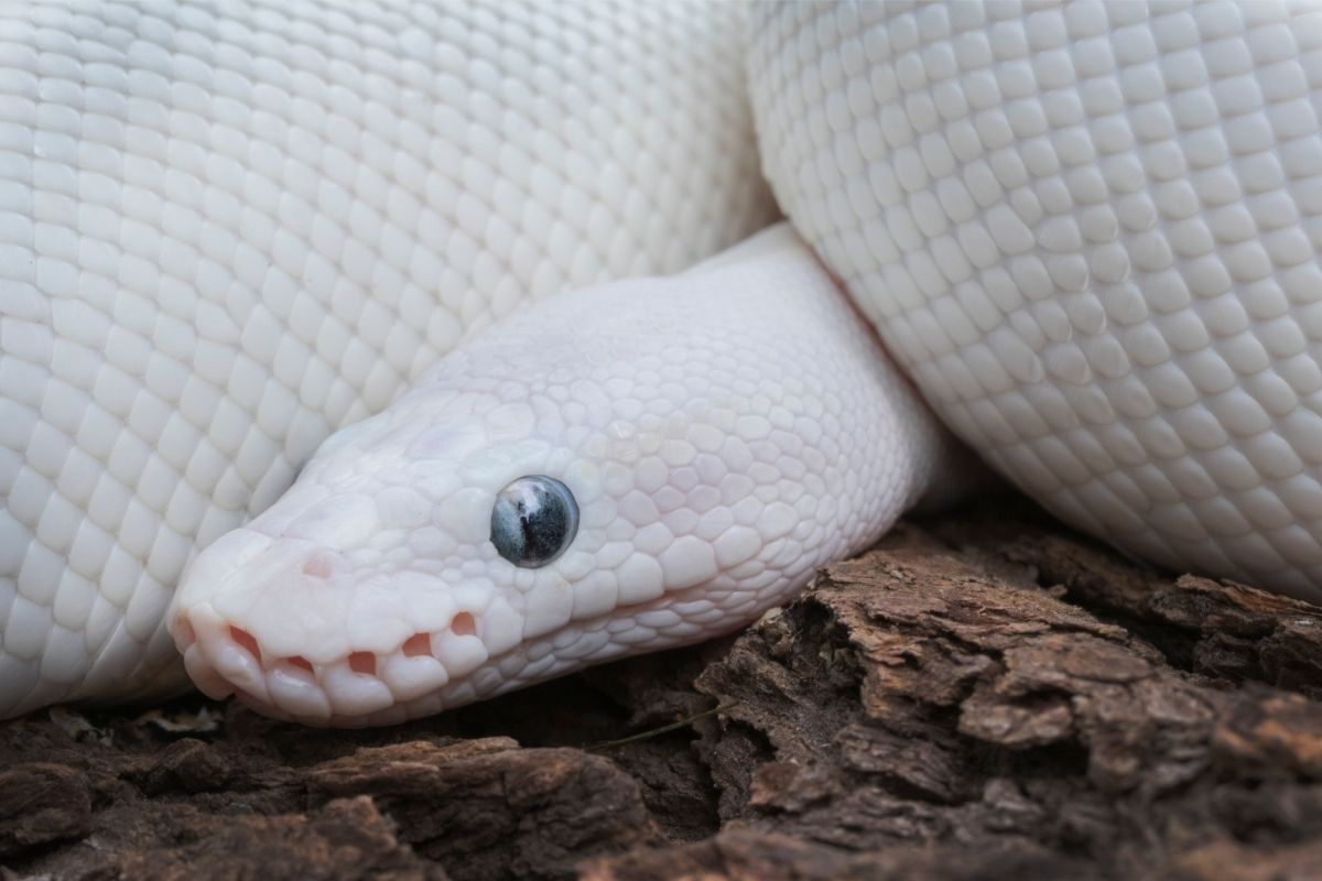 Closeup picture of Leucistic Ball Python Snake