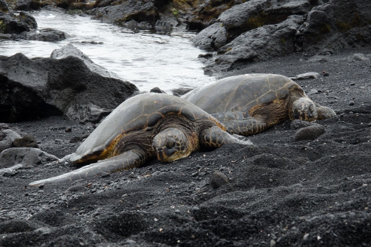 sleeping turtles on sand