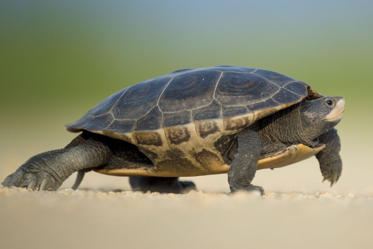 turtle walking