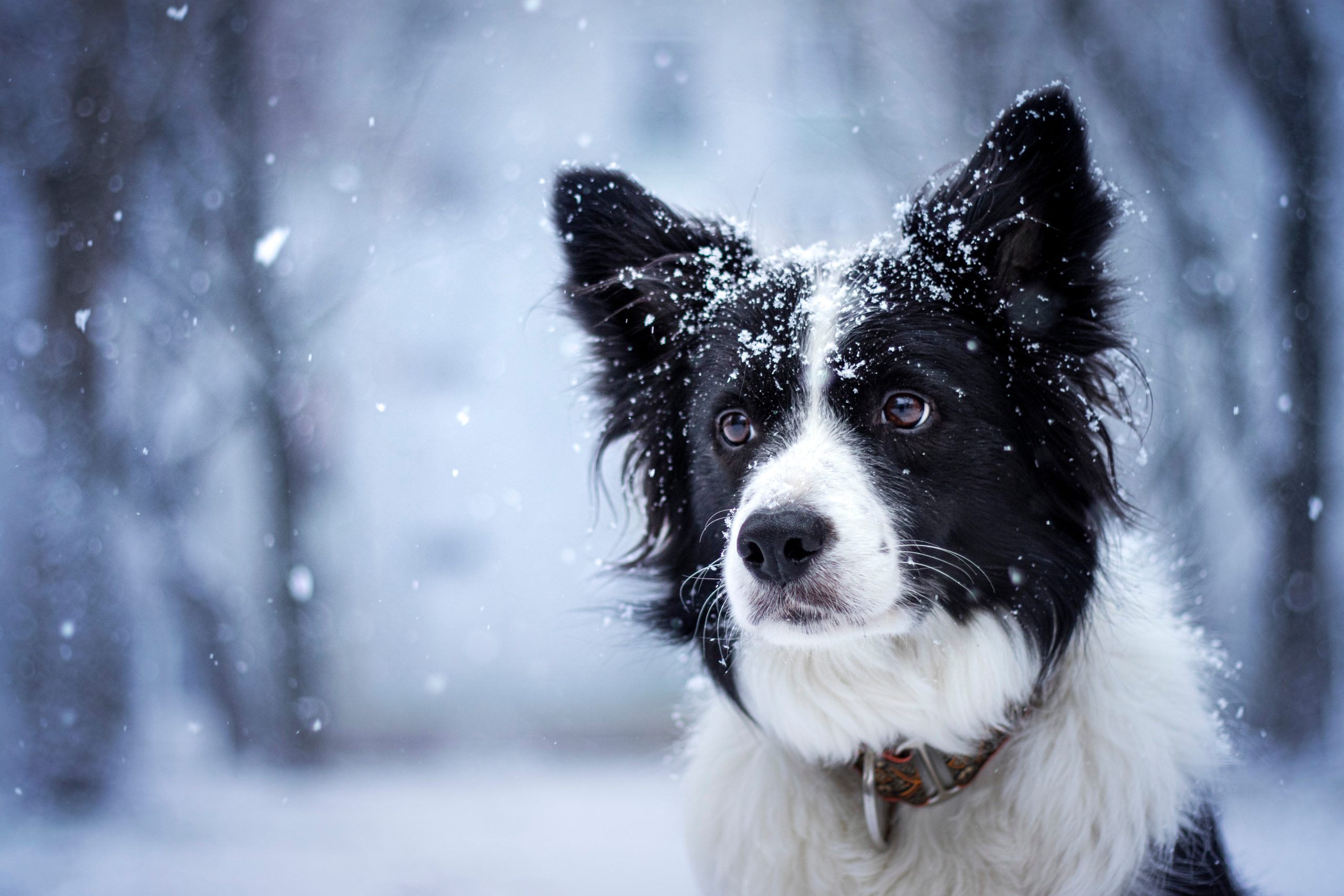 Border Collie Husky Mix