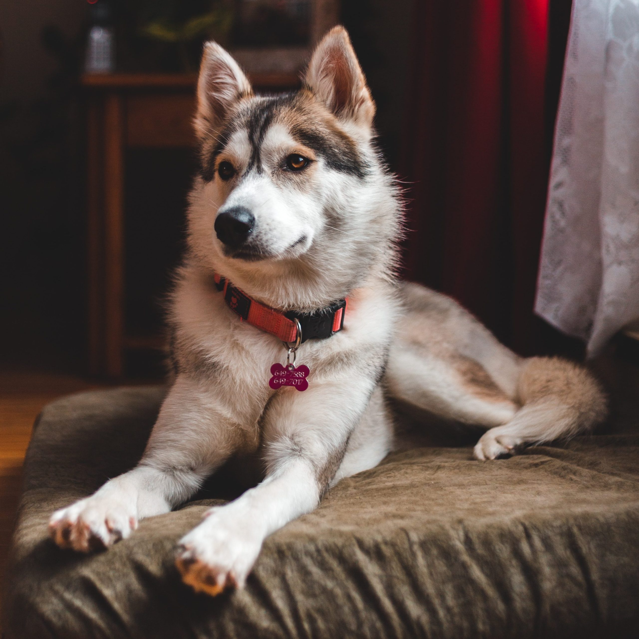 Best Dog Food for Huskies: 5 High-Quality Options