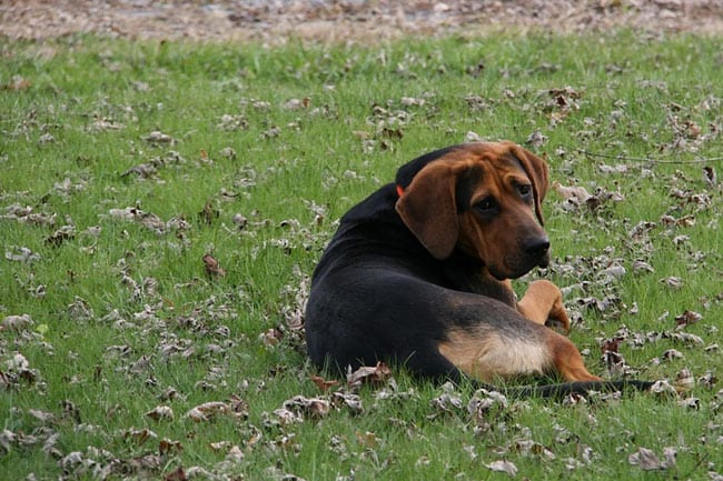 My Dog Won’t Come Inside – Here’s What to Do!