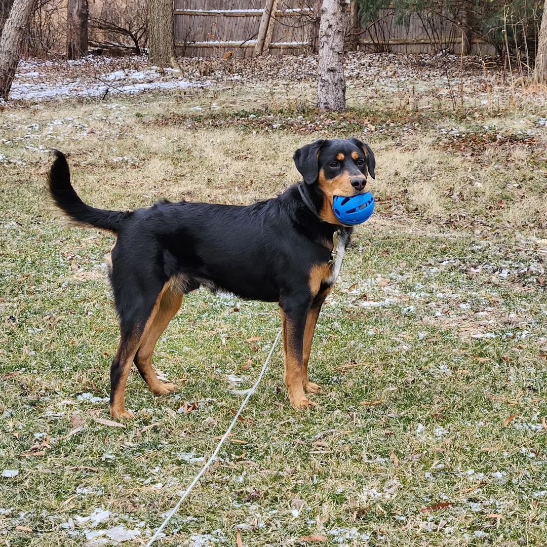 Doberman shepherd playing outside with a ball