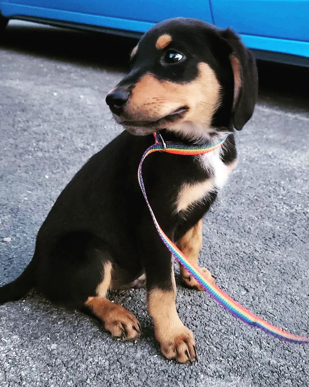 Doberman Shepherd Puppy