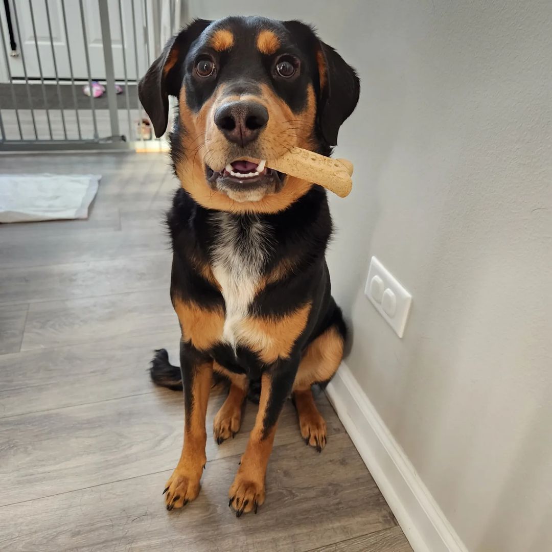 German Shepherd Doberman Mix