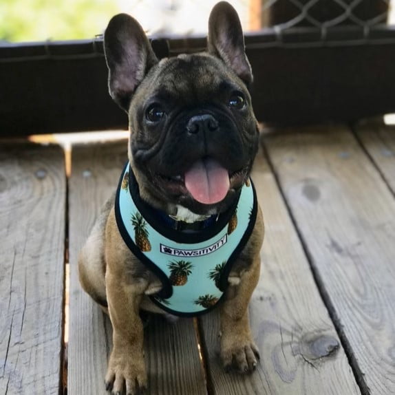 Everything You Need to Know About French Bulldog Puppies