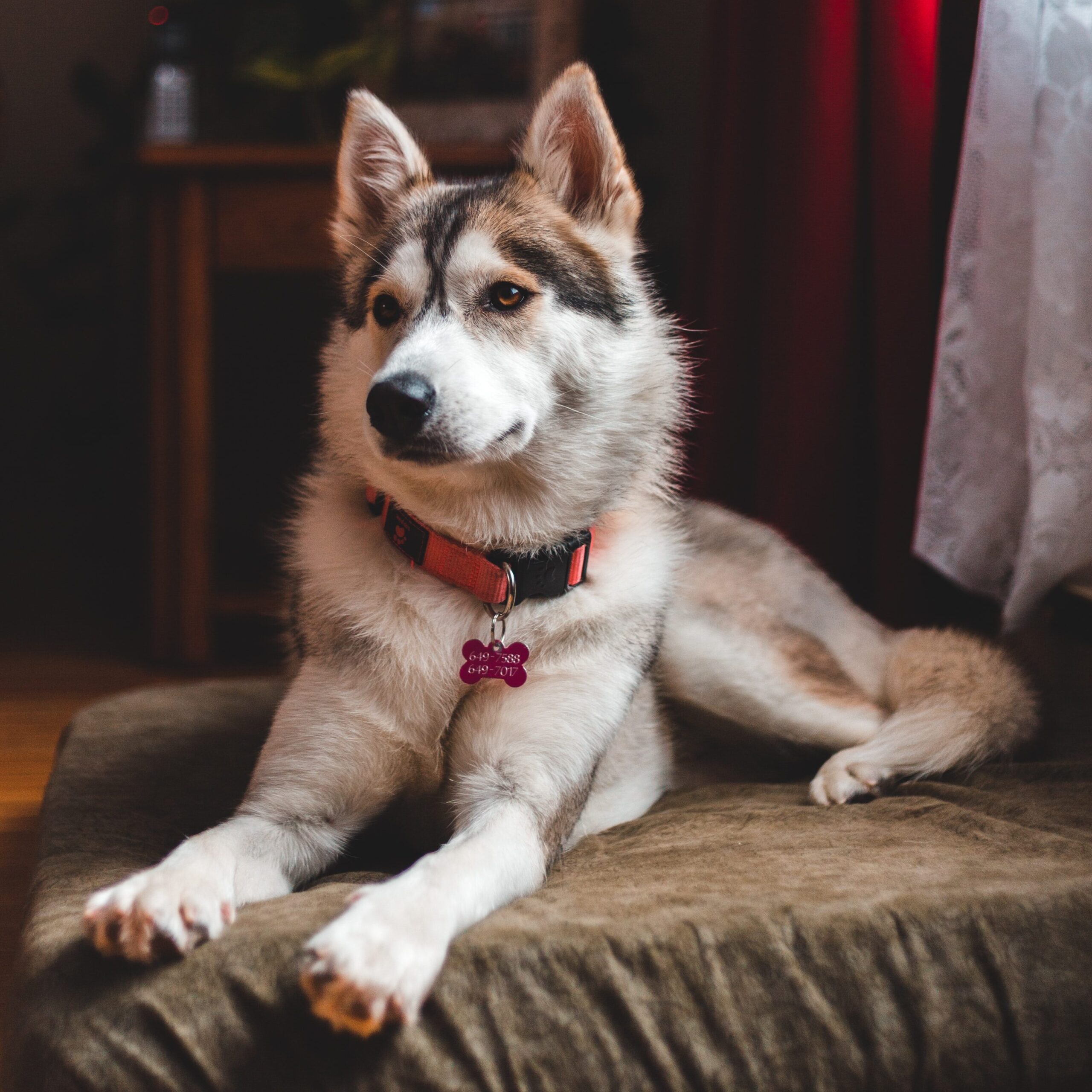 best brush for husky