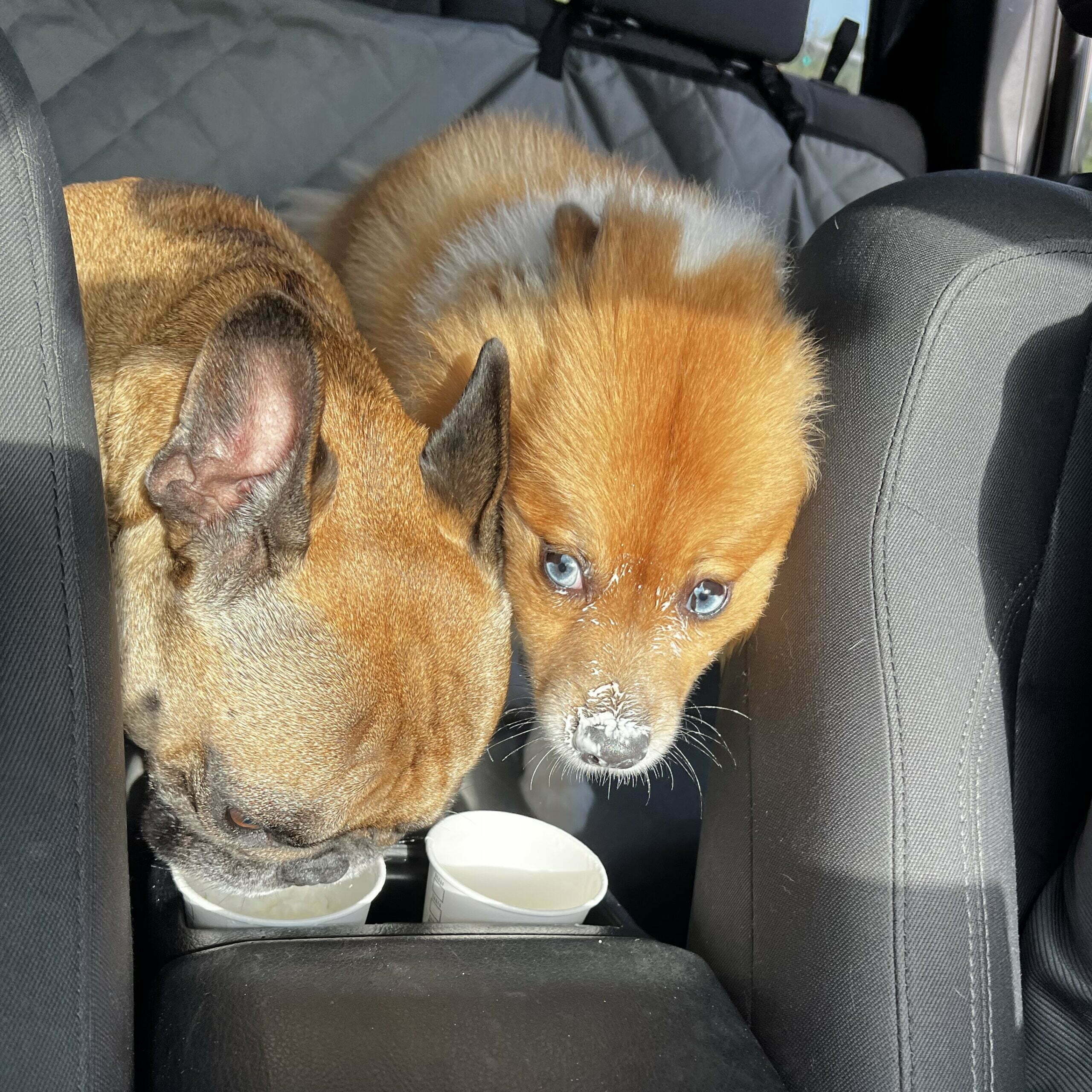 French Bulldog and Pomeranian drinking puppuccino