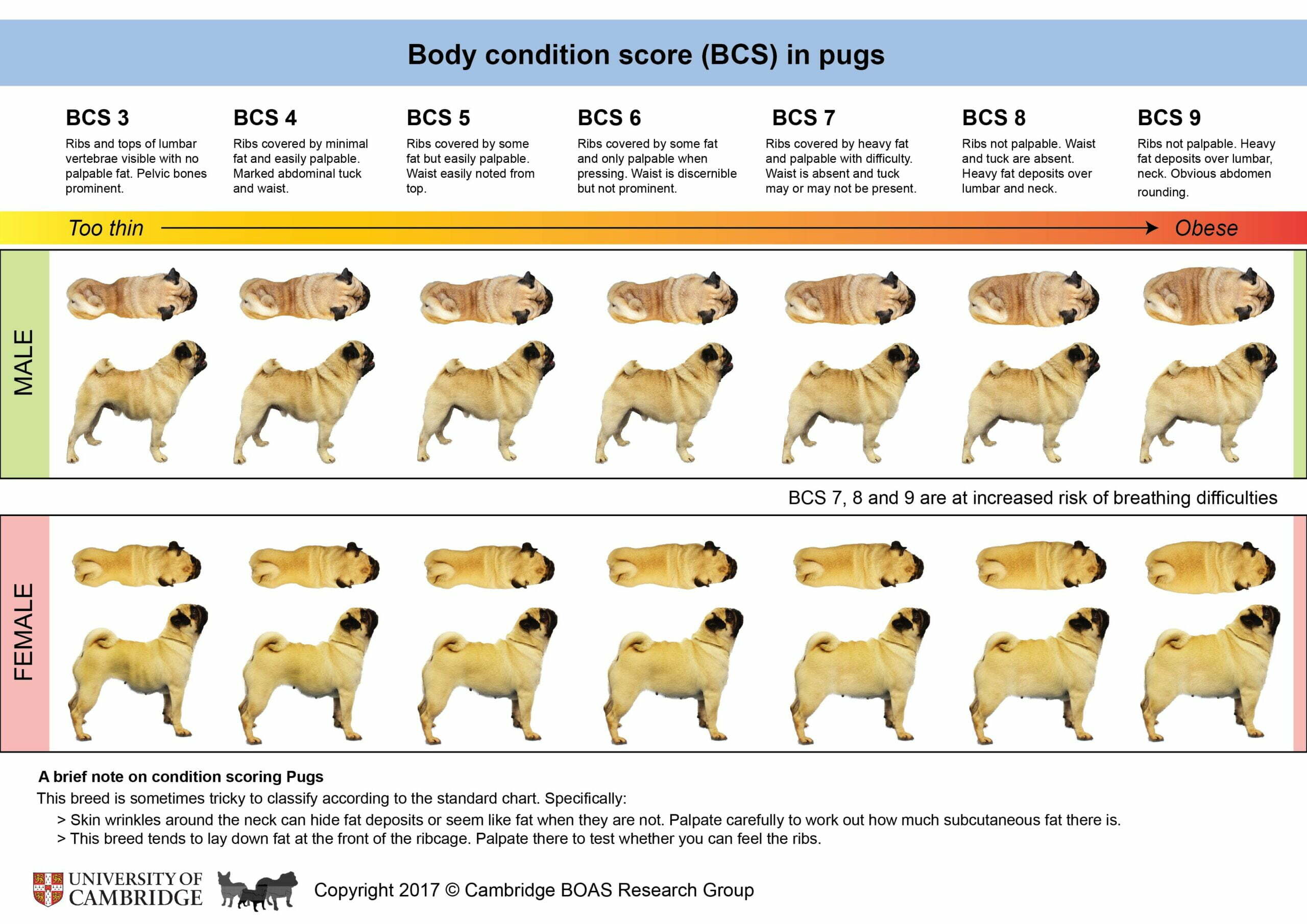 pug weight chart