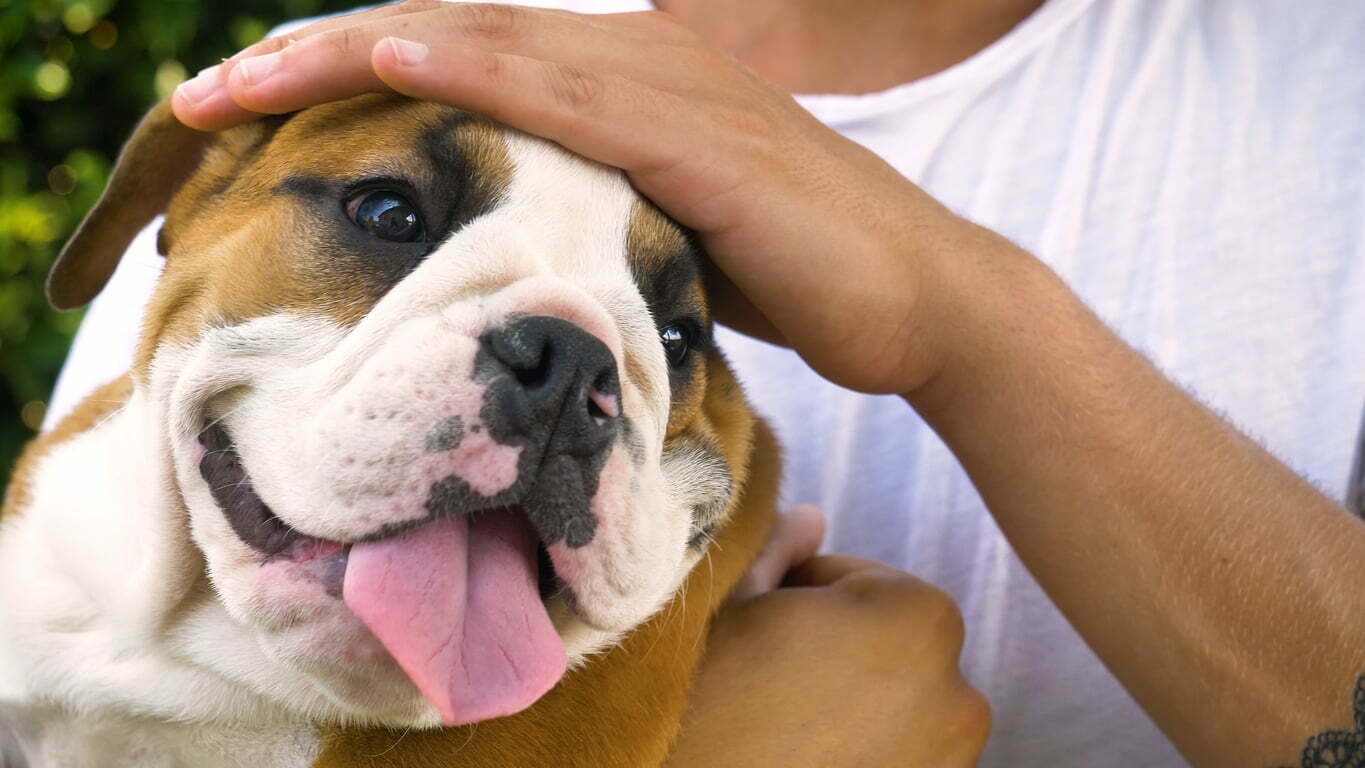 English bulldog being pet