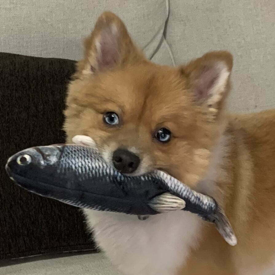 dog holding a fish in their mouth