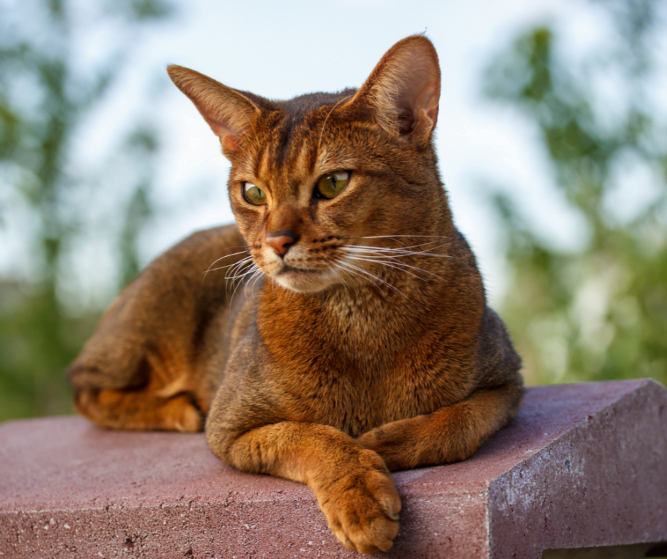 a Abyssinian cat