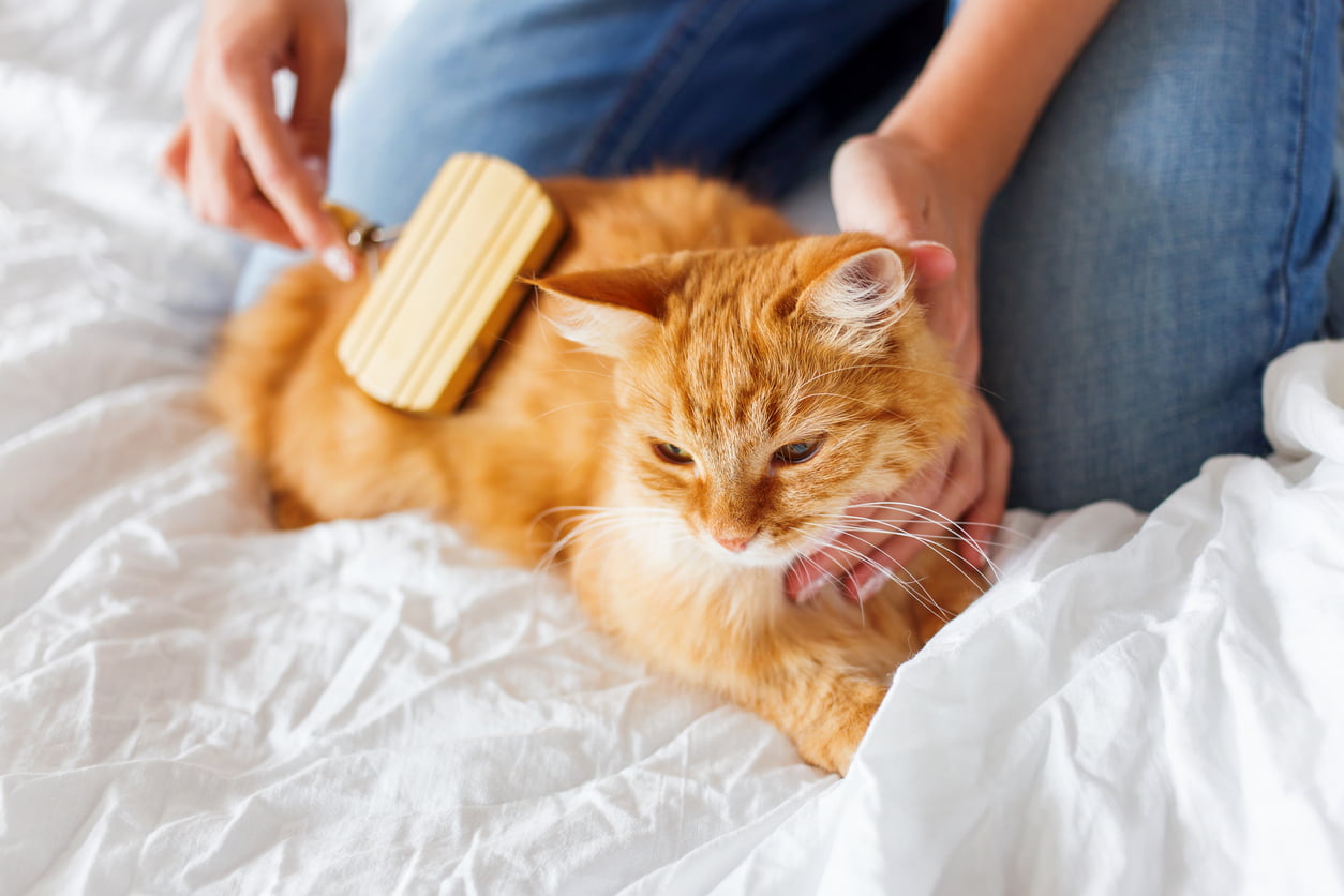 A person brushing a cat