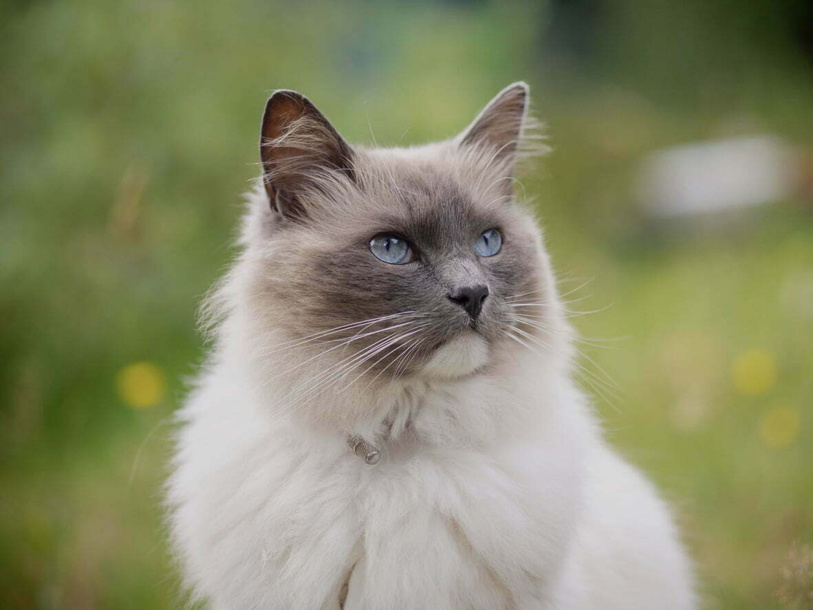 A Ragdoll Cat