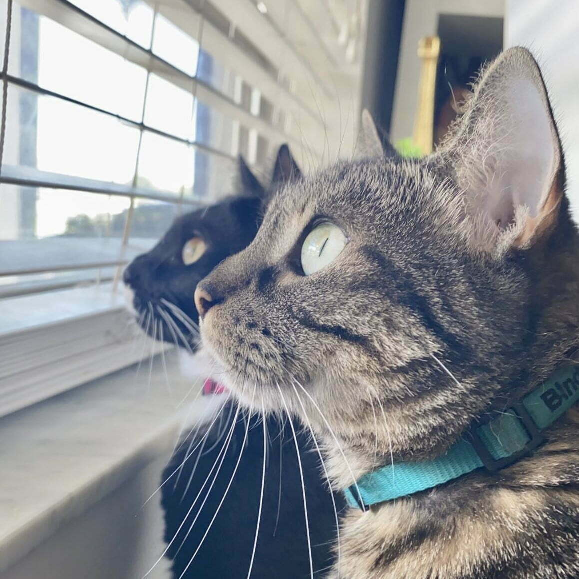 Two American Shorthair Cats