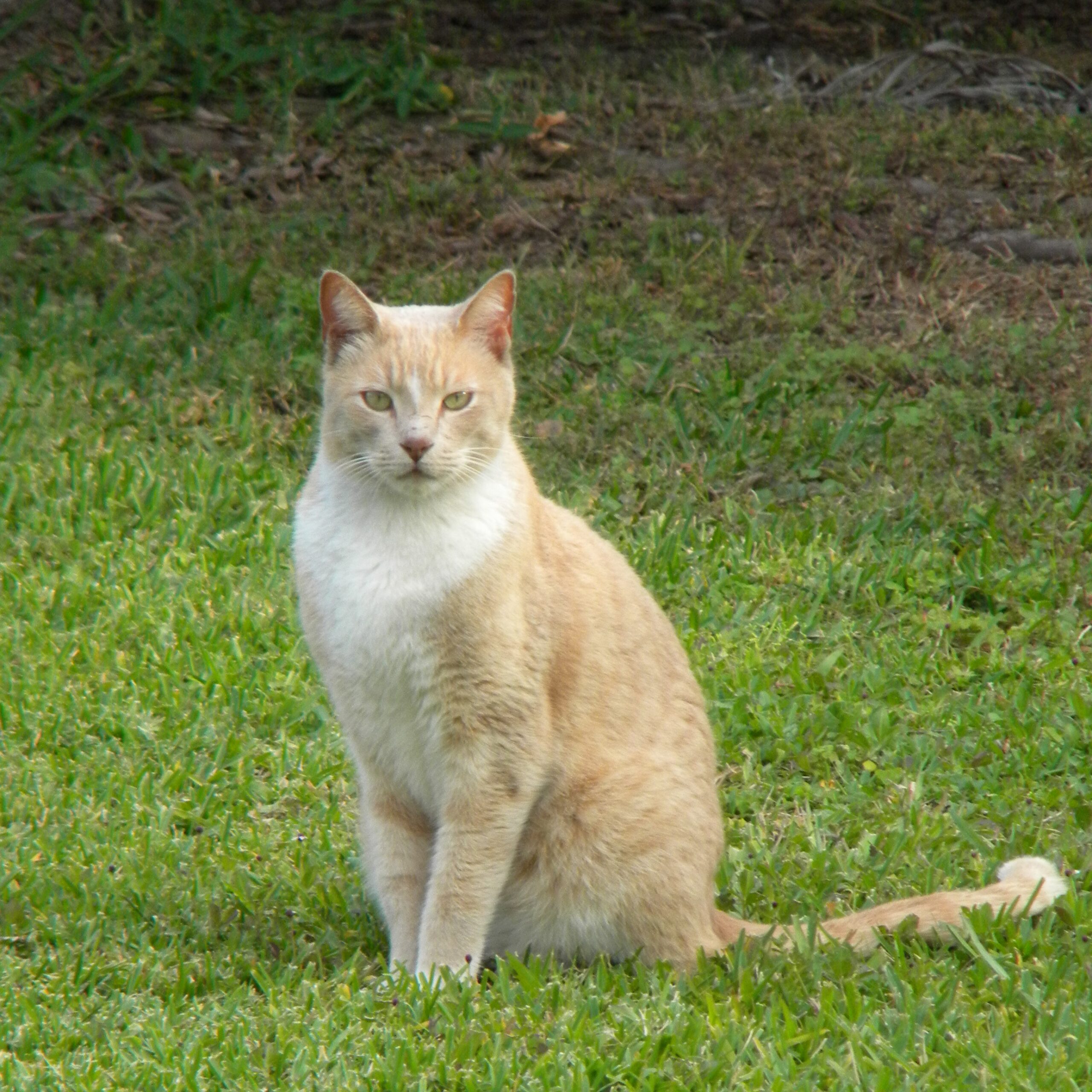 are cats sentient