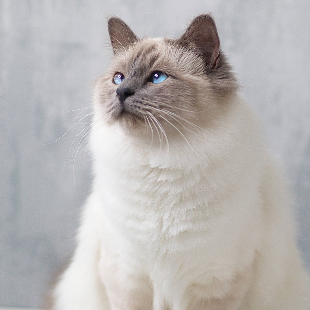 A Birman cat posing