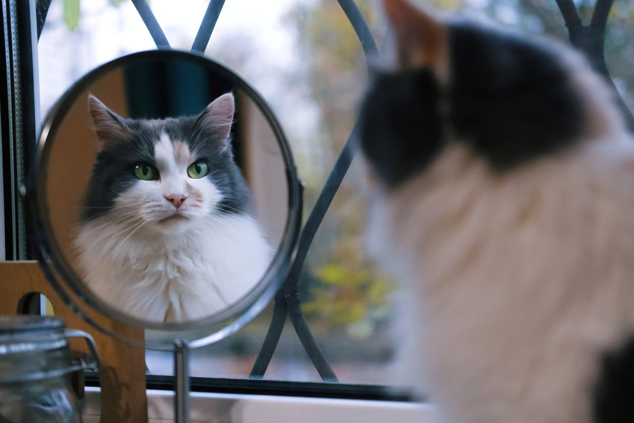 a cat looking in the mirror