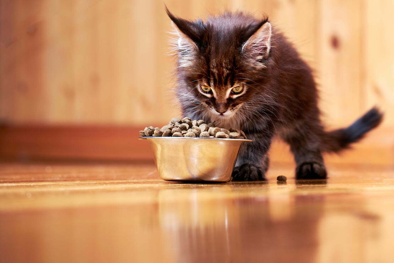 Kitten maine coon cat eating