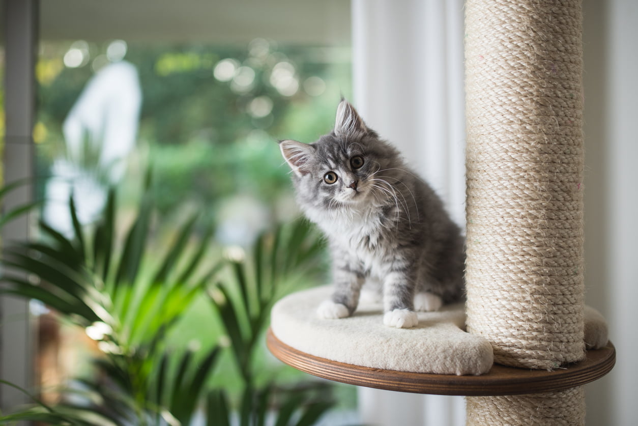 Maine coon kitten playing on platform