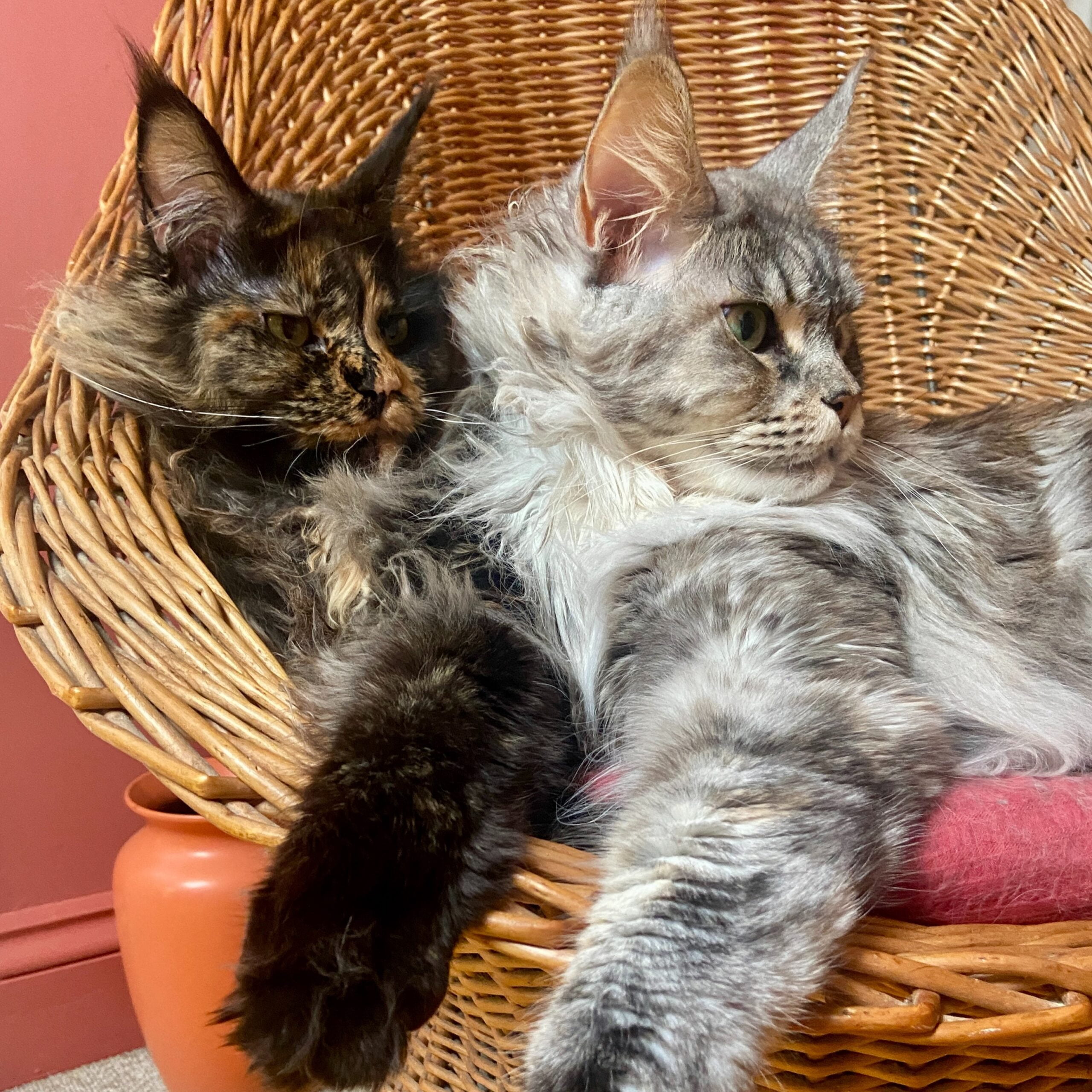 Two Maine Coon cats laying together.