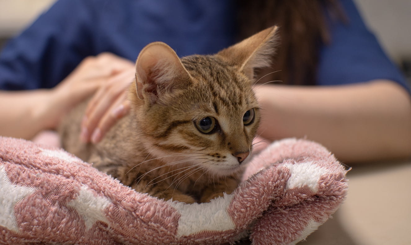 Kitten receiving gentle care