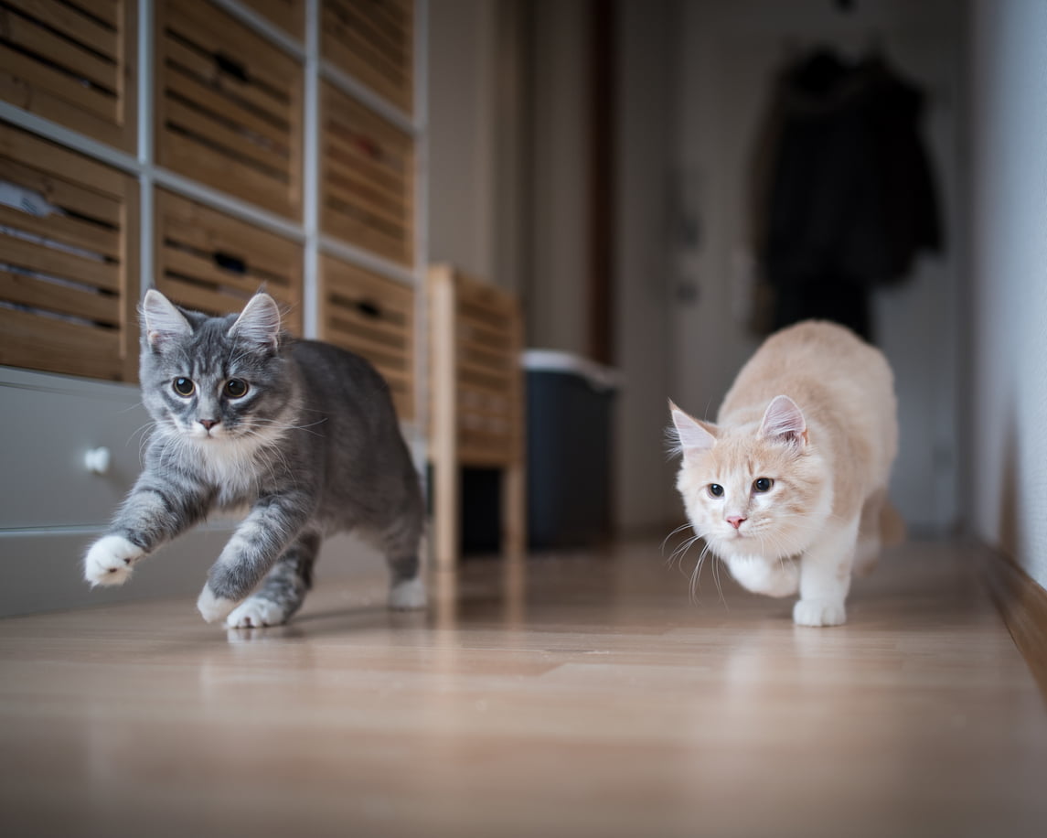 A kitten playing with another cat.