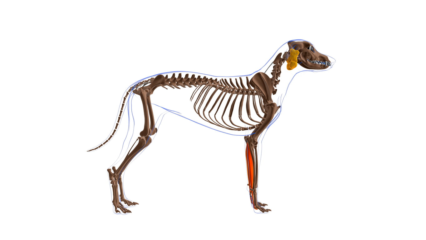 Dog skeletal diagram