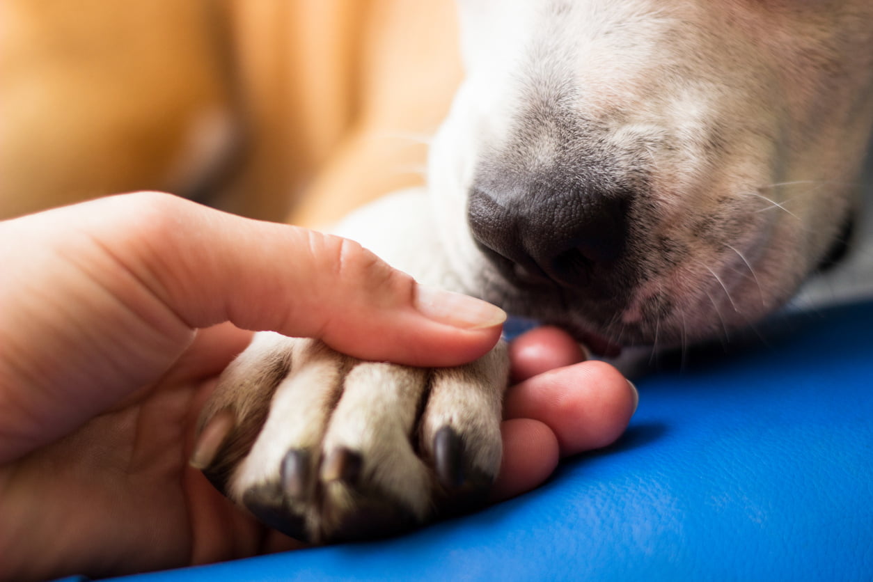 Dog with joint pain