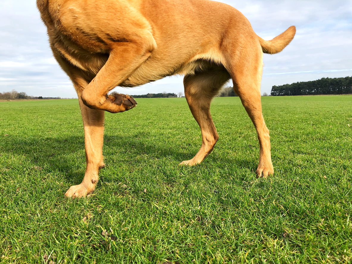 a dog limping