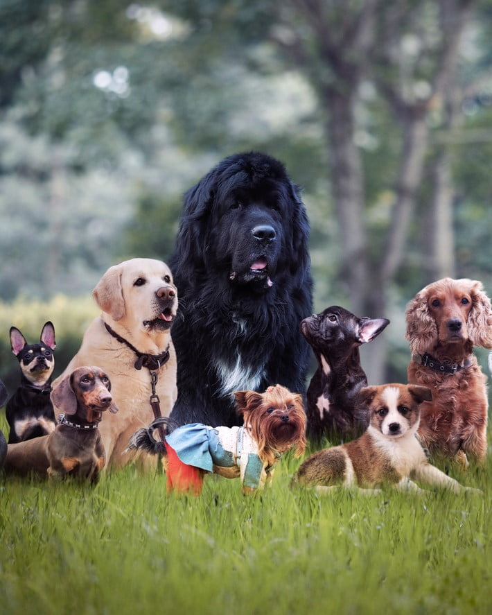 Many different breeds of dogs sitting together on grass
