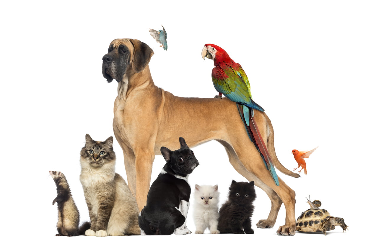 Group of pets Group of pets