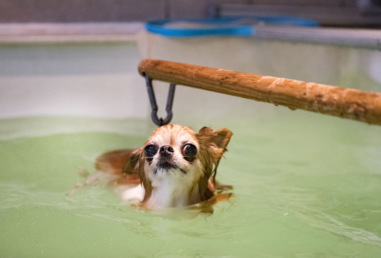 Small dog supported in a water-therapy tank