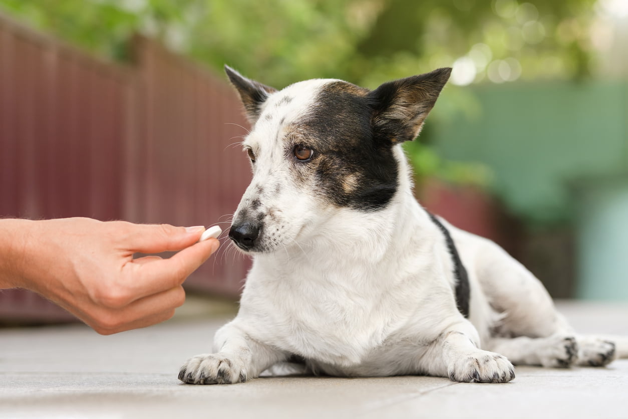 A person offering a tablet to a small dog