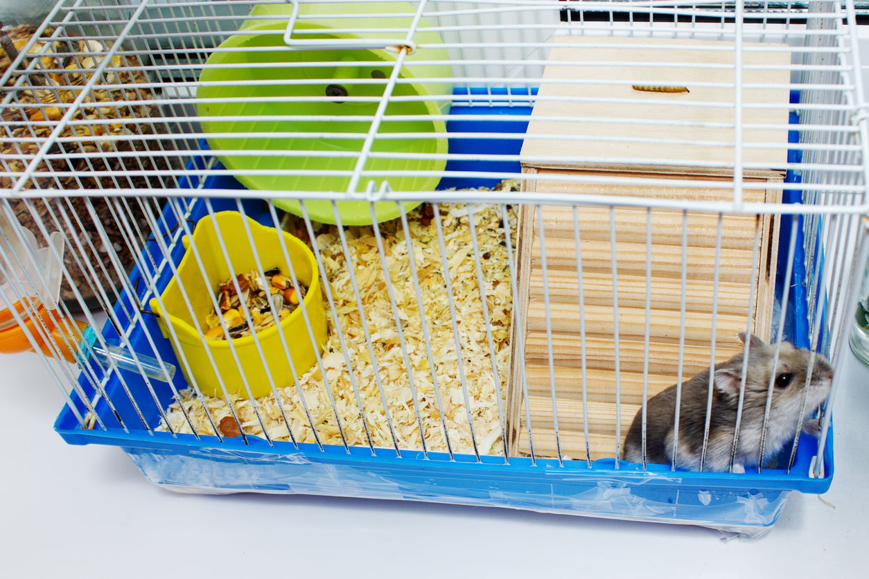 Hamster enclosure with bedding, a wheel and a wooden hide