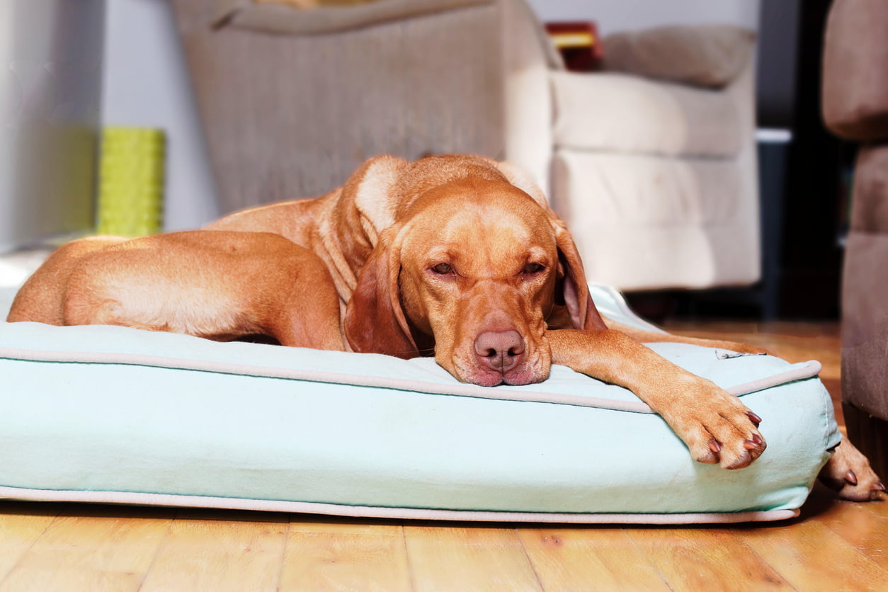 Brown dog lying on a padded bed at floor level
