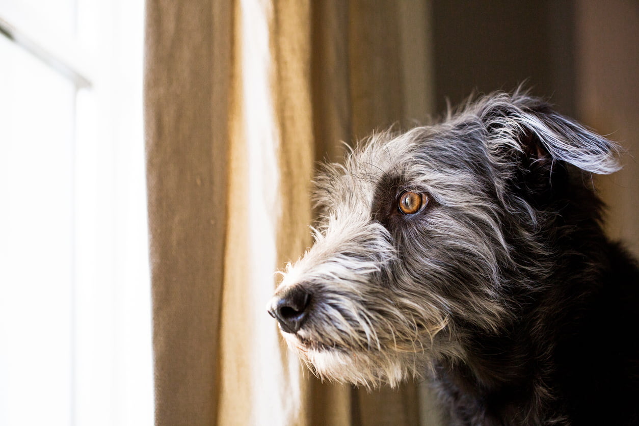 anxious dog looking out window
