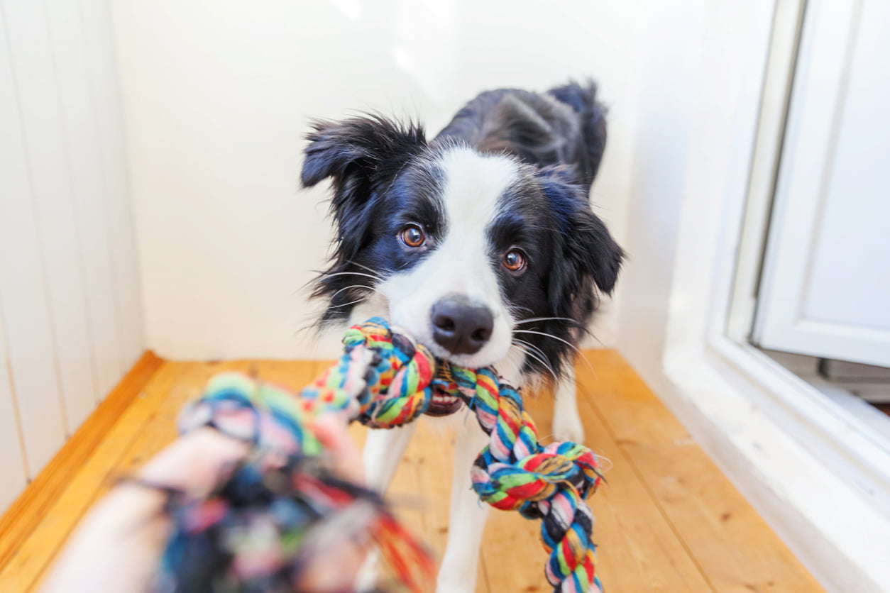 Dog playing with tug toy