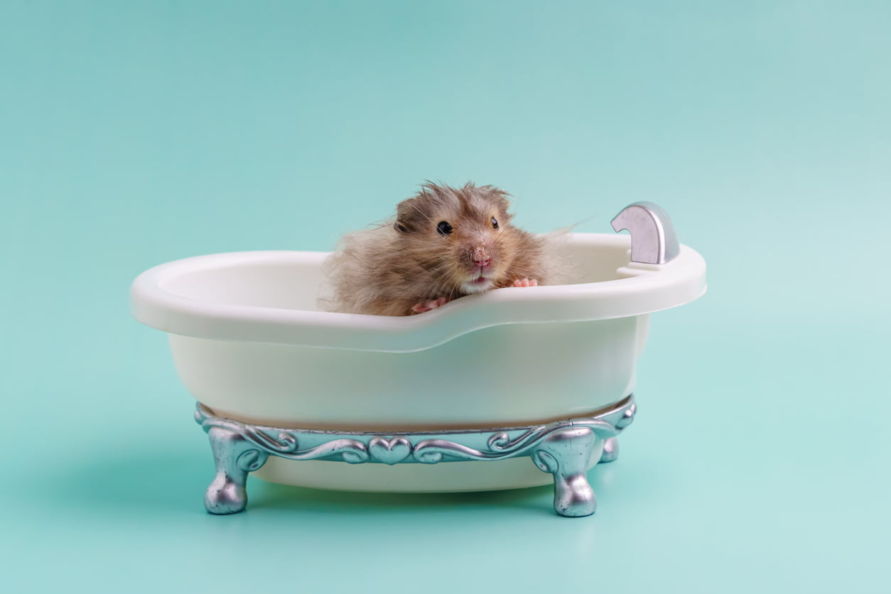 Hamster being held