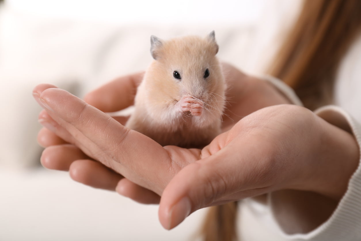 Hamster grooming its paws while sitting in cupped hands