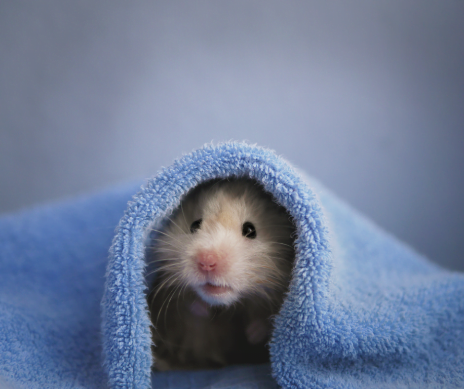 Hamster peeking out from a blue towel