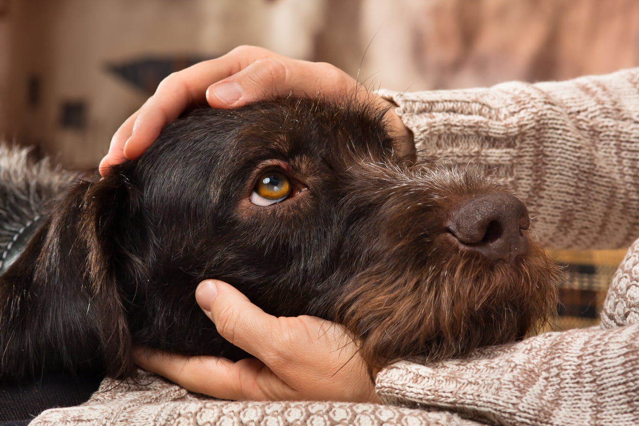 owner petting anxious dog