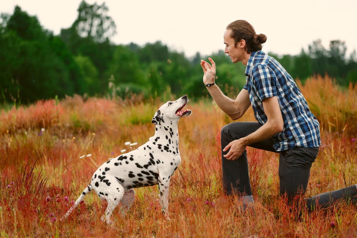 Owner training dog