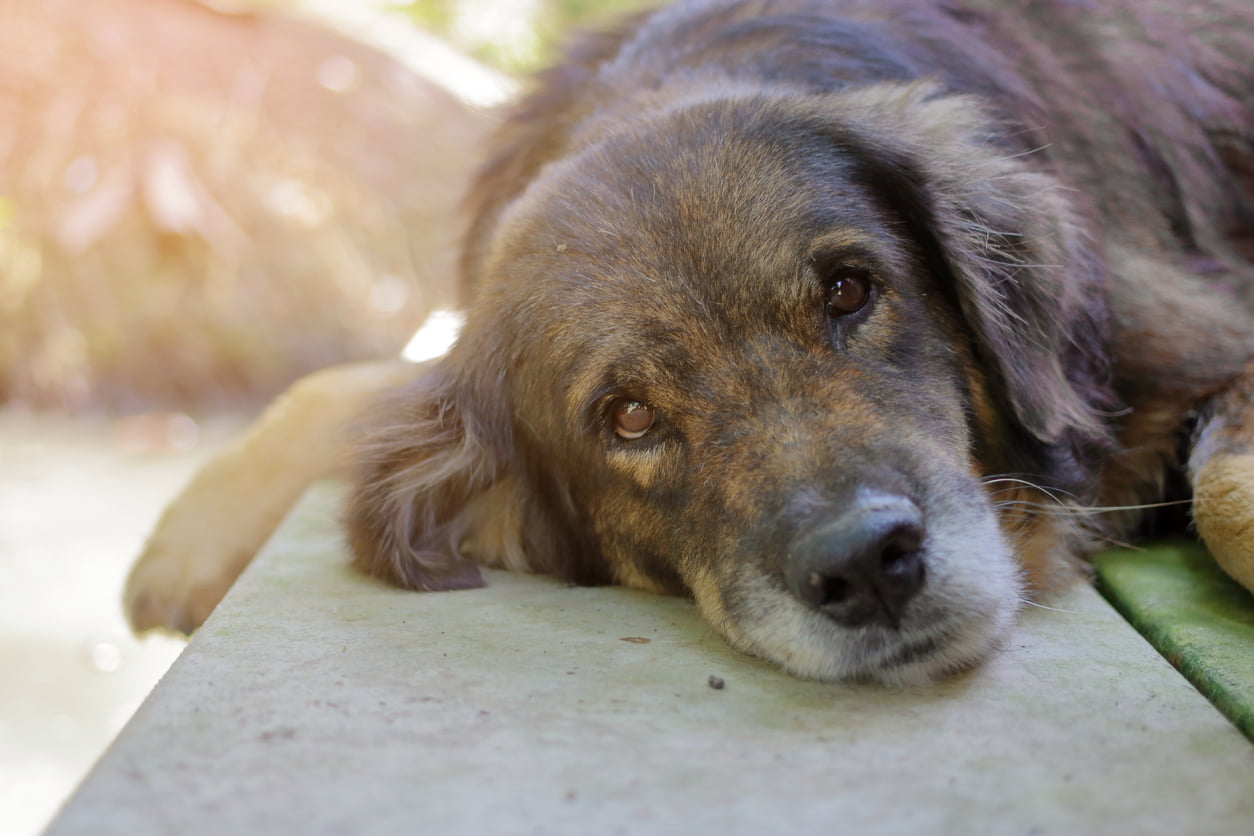 Gray-muzzled dog resting its head on a cushion
