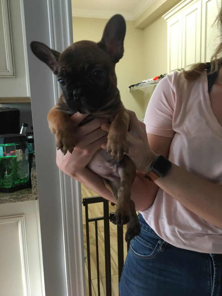 A woman holding Charlie as a young brindle French Bulldog puppy
